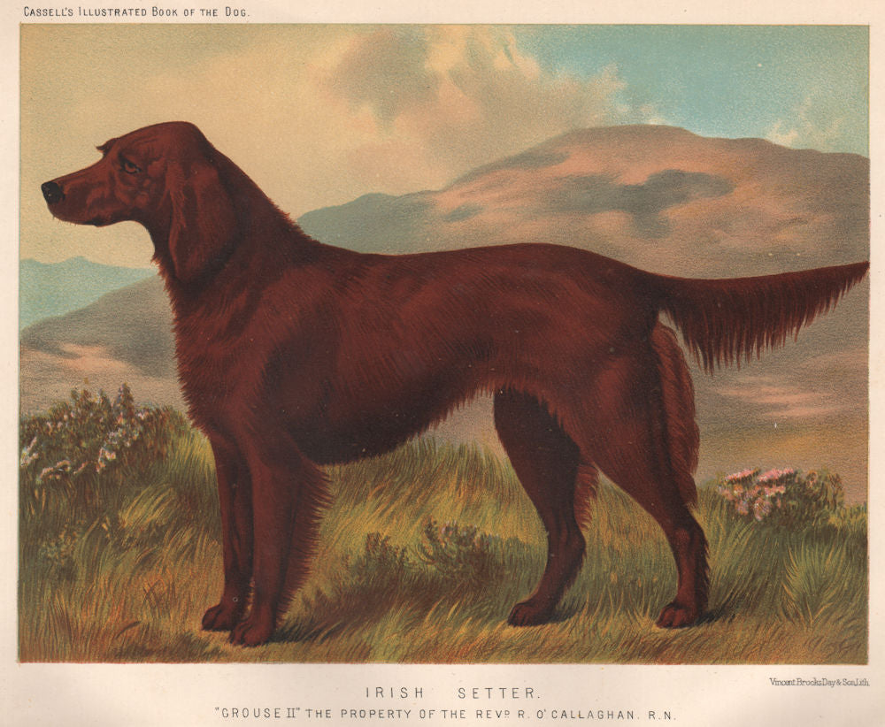DOGS. Irish Setter;